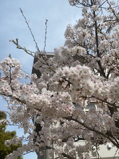 4月になりました🌼